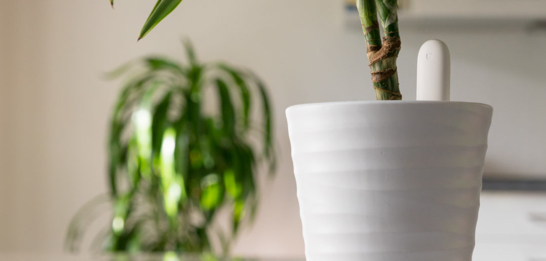 Xiaomi Mi Home Flower Care Feuchtigkeitssensor für Pflanzen im Test