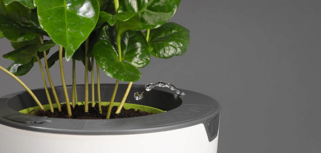 Lazy Leaf - Der selbstgieende Blumentopf im Test