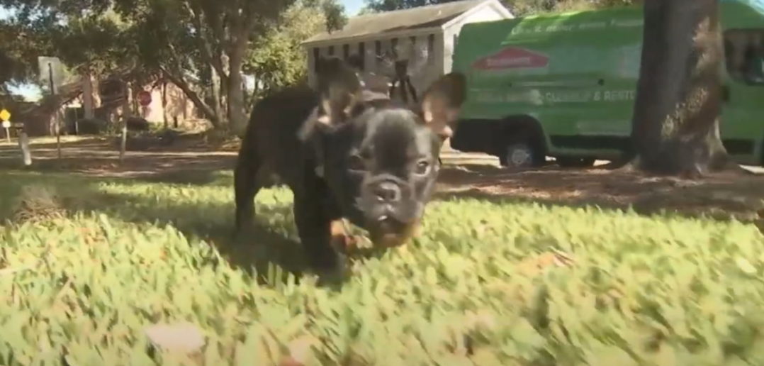 Hund Cooper auf einer Wiese