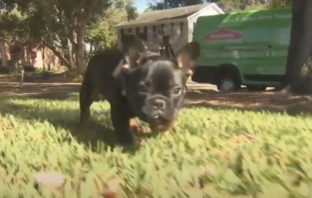 Hund Cooper auf einer Wiese