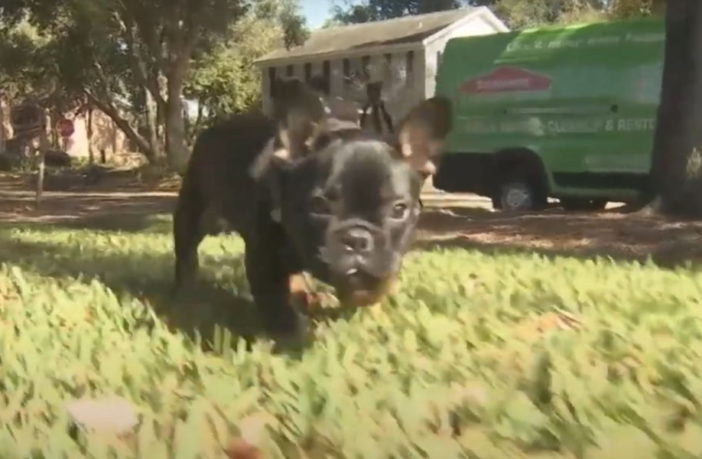 Hund Cooper auf einer Wiese