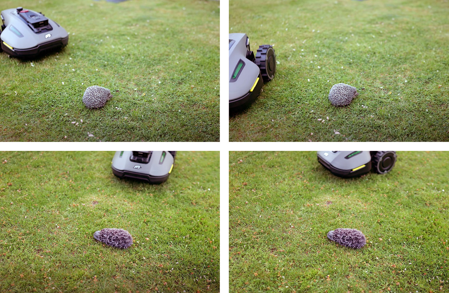 Der Mammotion YUKA Mini hat unseren Igel-Dummy stets gemieden