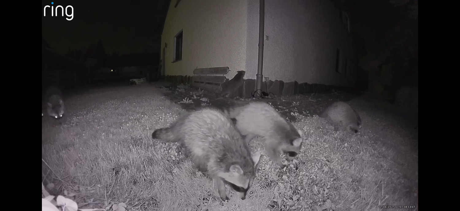 Doch irgendwann sind die Waschbären auf der Linse gewesen