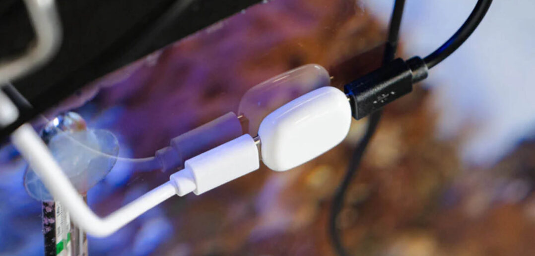 The Pill by Shelly News