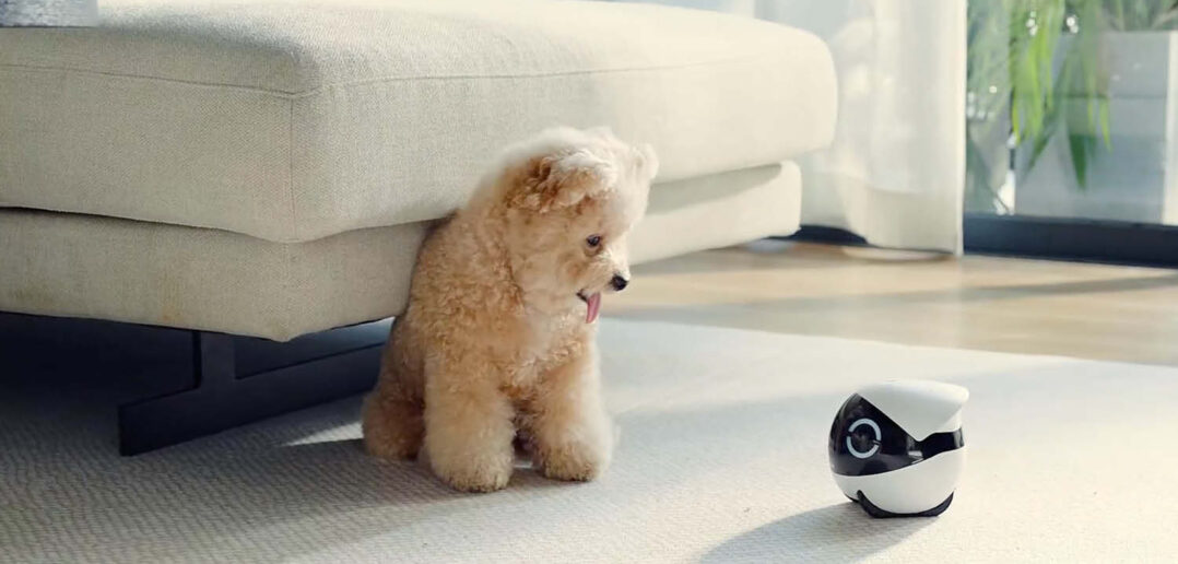 Enabot bringt ROLA Mini nach Deutschland