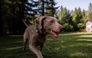 MOVA verkauft mit dem SureTrack Pro seinen ersten GPS-Tracker für Hunde und Katzen.