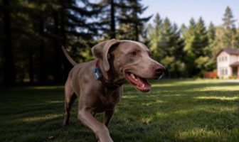 MOVA verkauft mit dem SureTrack Pro seinen ersten GPS-Tracker für Hunde und Katzen.